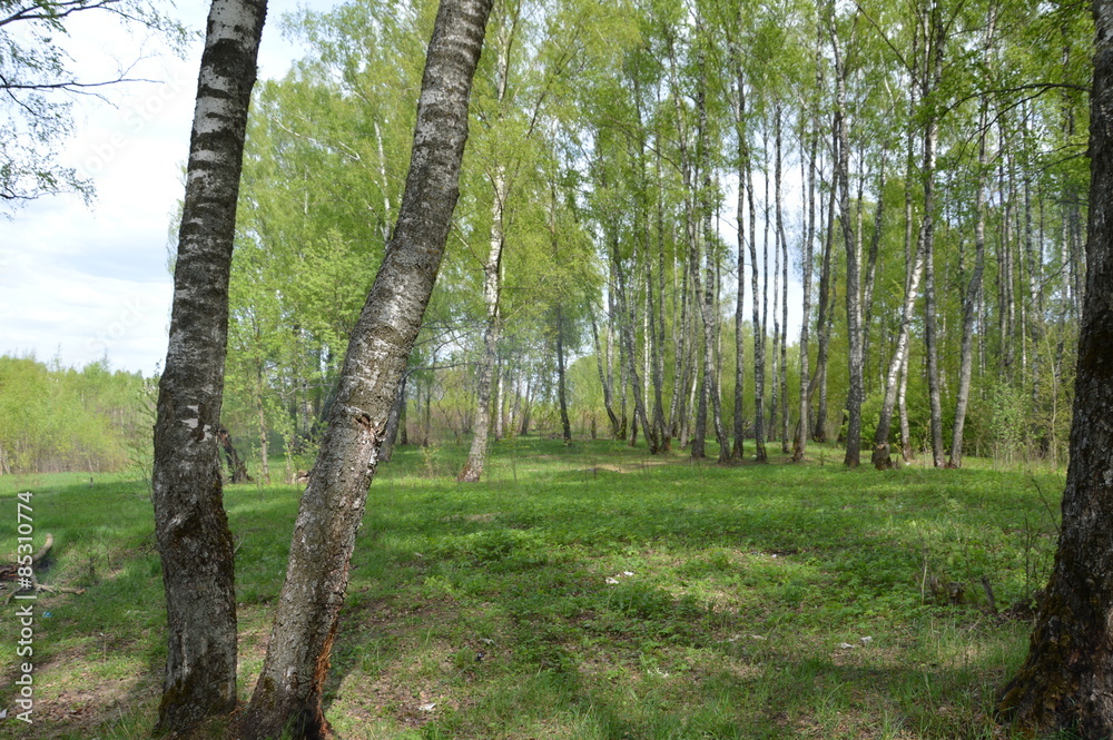 Naklejka premium Березовая роща