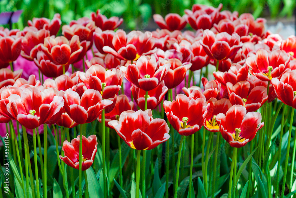 Fototapeta premium Tulip. Beautiful tulips. colorful tulips. tulips in spring,colou
