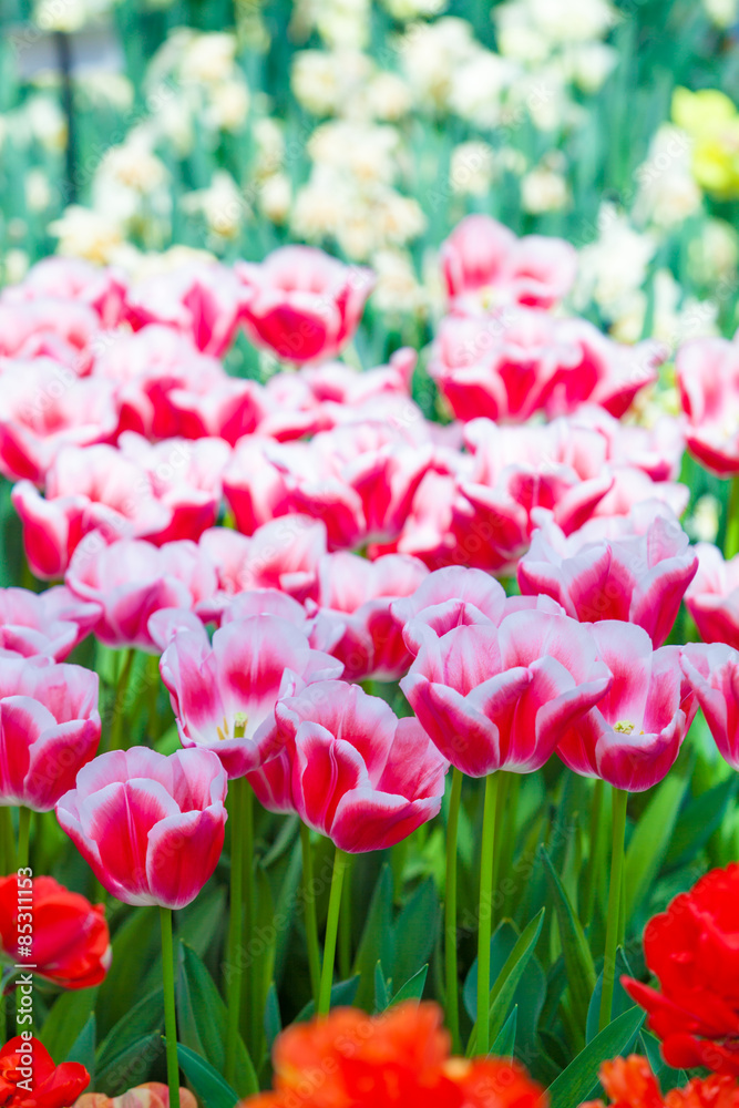Tulip. Beautiful tulips. colorful tulips. tulips in spring,colou Tulip. Beautiful tulips. colorful tulips. tulips in spring,colou