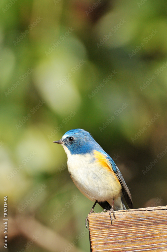 Obraz premium ルリビタキの雄