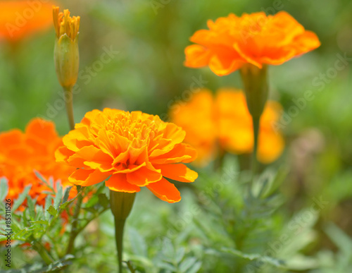 Marigold flower in the sunlight