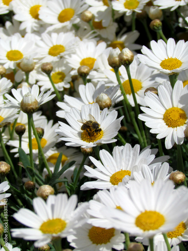Daisies and bee