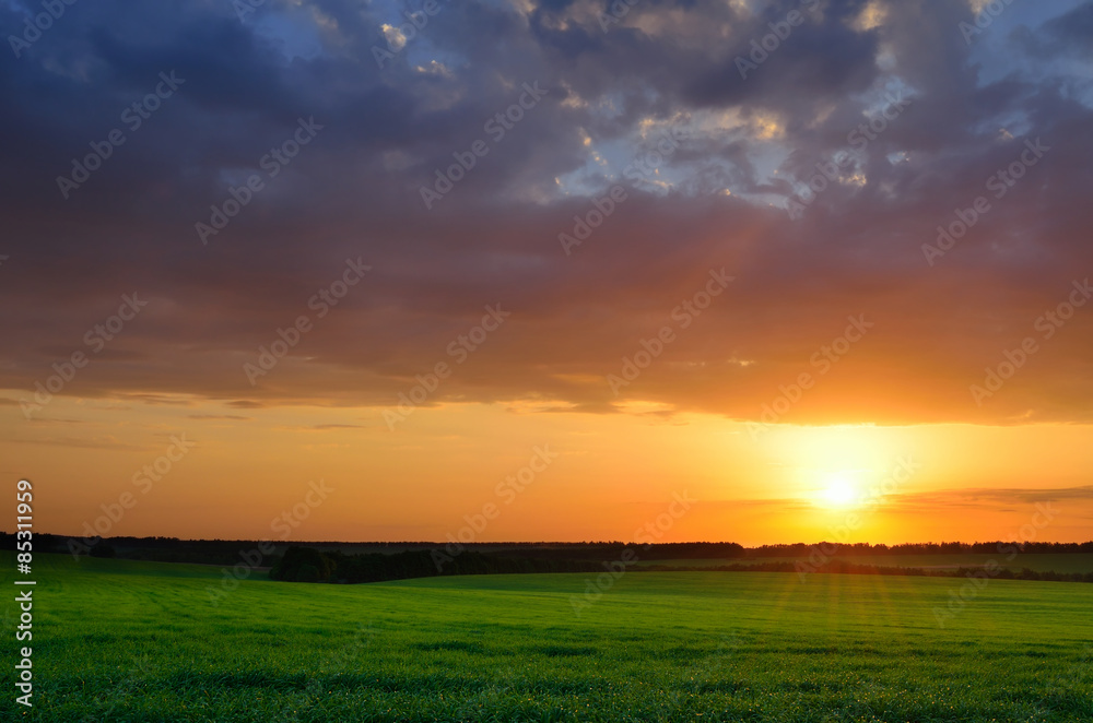 Sunset sky on a summer green field