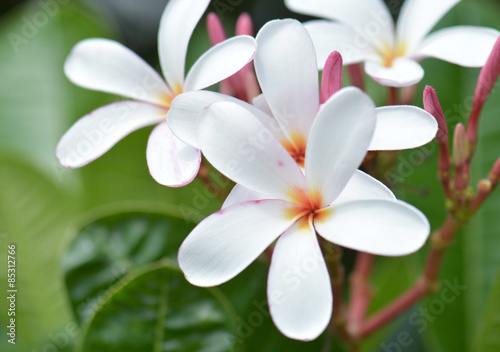 White frangipani flowers is blooming in the early morning.