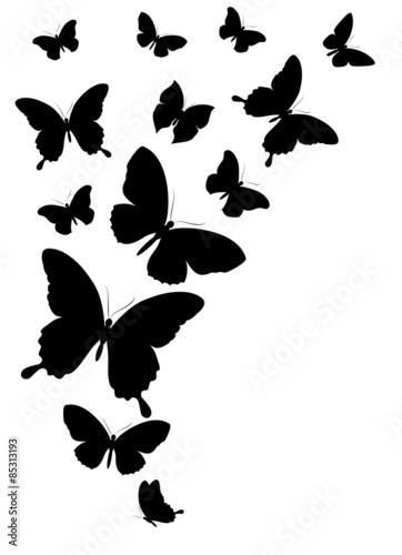 butterflies design