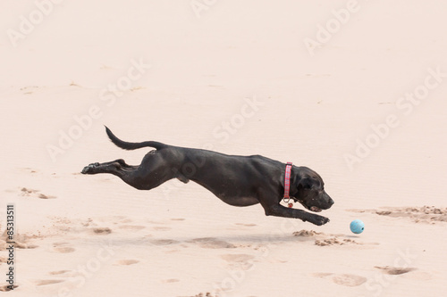 Happy black dog playing with a ball in sand at the beach