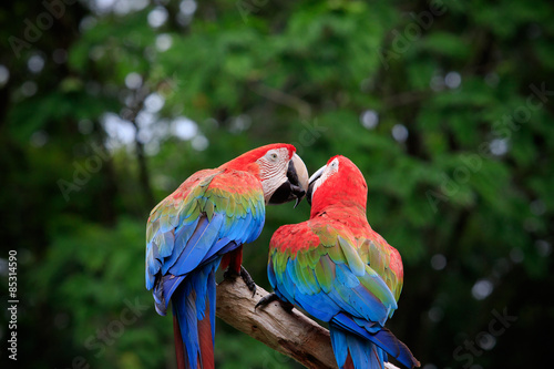 Canvas Print close up couples of beautiful of scarlet macaw birds peaning and