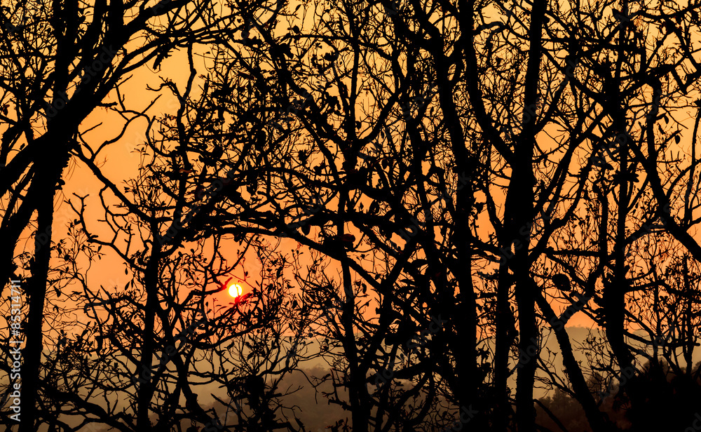 Beautiful landscape image with trees silhouette at sunset Beautiful landscape image with trees silhouette at sunset