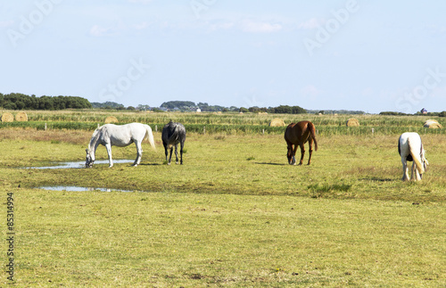 Horses in the paddock