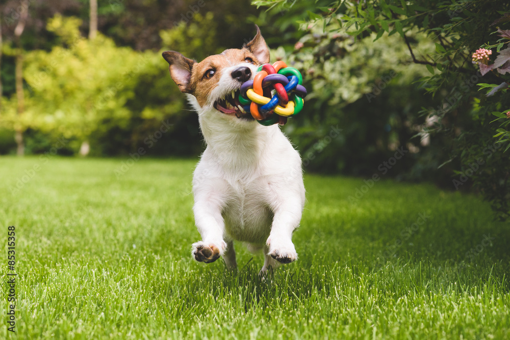 Jack Russell running with a colourful ball - obrazy, fototapety, plakaty 
