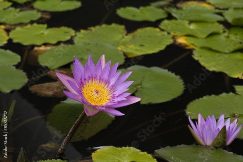 Purple lotus on green leaf background.