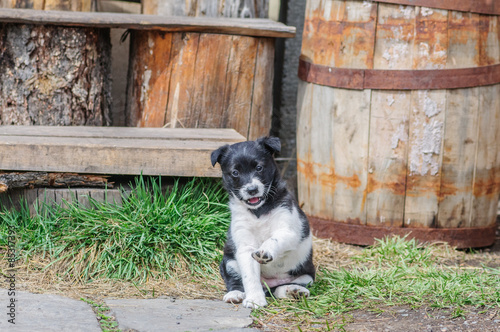 Small puppy in a countryside yard near old burrel