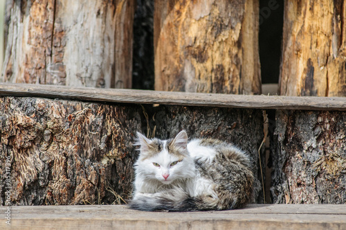 Fototapeta Naklejka Na Ścianę i Meble -  Small kitten lying on a wooden ladder in a rural yard