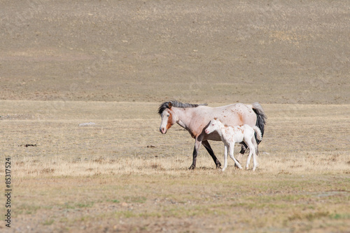 Horses striding in Altai steppe in early spring © Iosif Yurlov