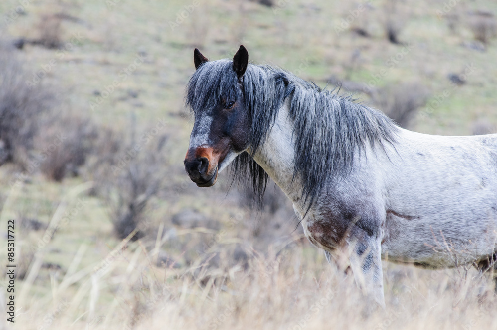 Horses breeding in Altai steppe in the early morning