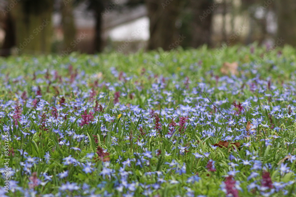 A meadow with blue flowers in Botanical Garden in Innsbruck, Austria