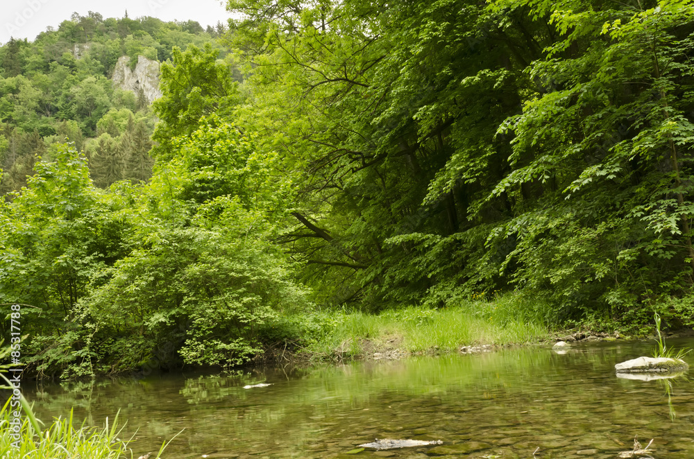 water level, rock and forest in the background water level, rock and forest in the background