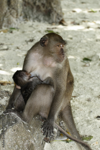 Long-tailed Macaque ( Macaca fascicularis)buddha-cave,Thailand, Asia