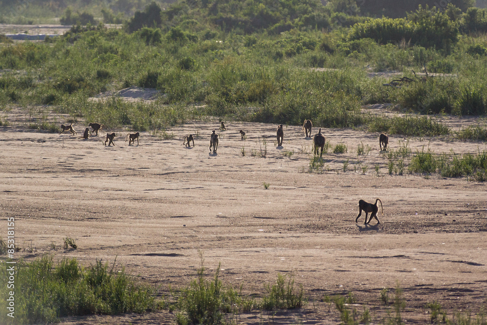 Large troop of wild baboons walking along dry riverbed in Kruger National Pak Large troop of wild baboons walking along dry riverbed in Kruger National Pak