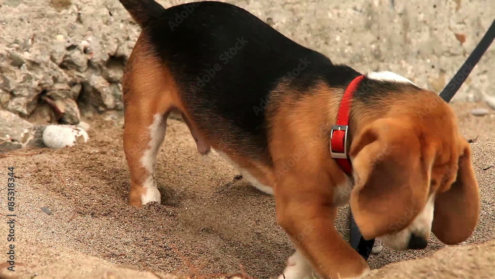 Beagle Digger Dog diligently wants to dig up something in sand