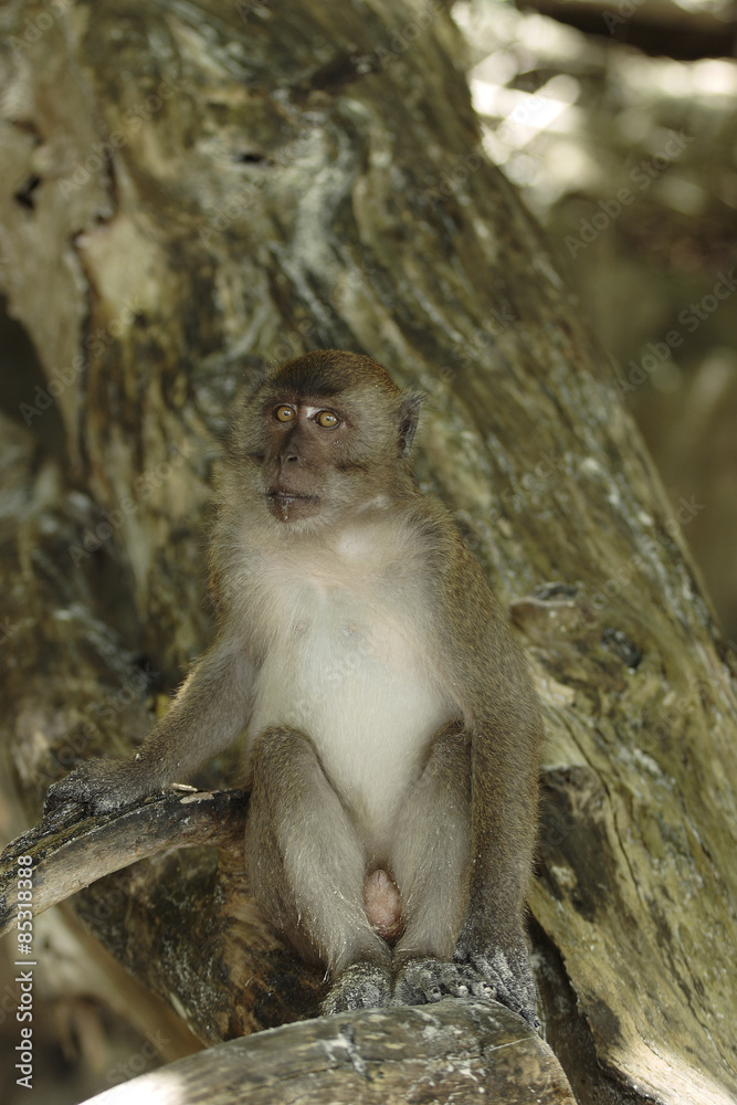Naklejka premium Long-tailed Macaque ( Macaca fascicularis)buddha-cave,Thailand, Asia