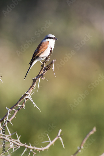 Red-backed Shrike perched on a branch in Kruger National Park