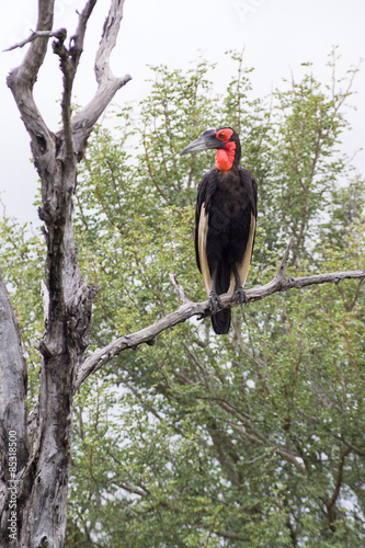 Endangered Ground Hornbill perch in a tree in Kruger national Park photo