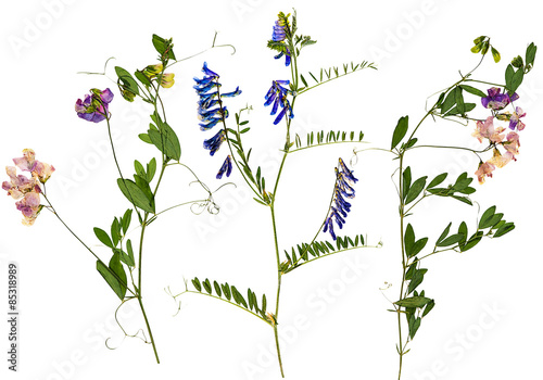 Set of wild dry pressed flowers and leaves
