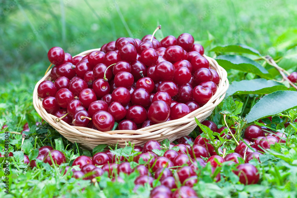 Sour cherries in a wicker basket and grass Sour cherries in a wicker basket and grass