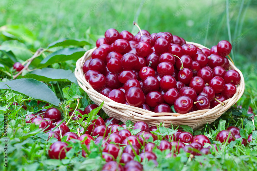 Delicious sour cherries in summer time, horizontal