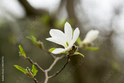 Magnolia.