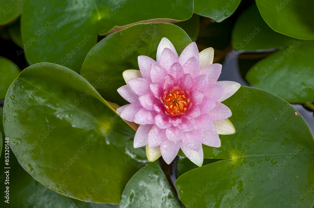 Pink lotus flower on green leaves background Pink lotus flower on green leaves background