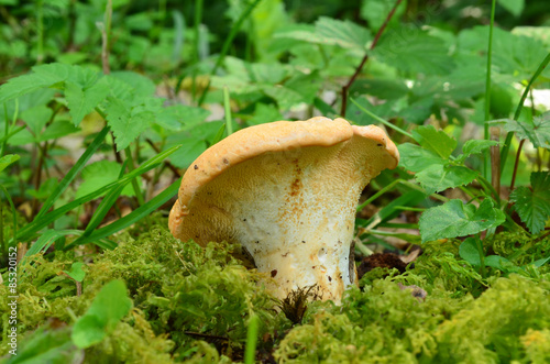 Young Wood Hedgehog mushroom
