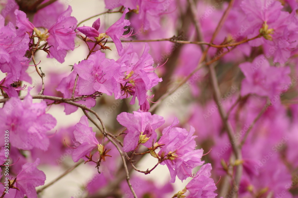 Fototapeta premium Korean Wheeldon Pink flowers (Rhododendron Mucronulatum) in Innsbruck, Austria