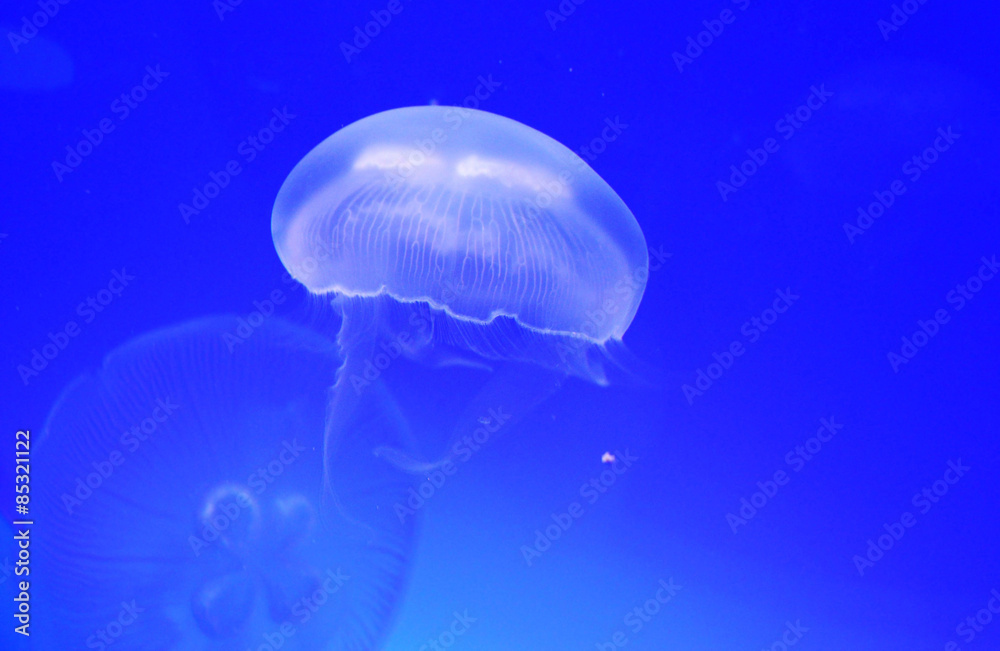Jellyfish Jellyfish