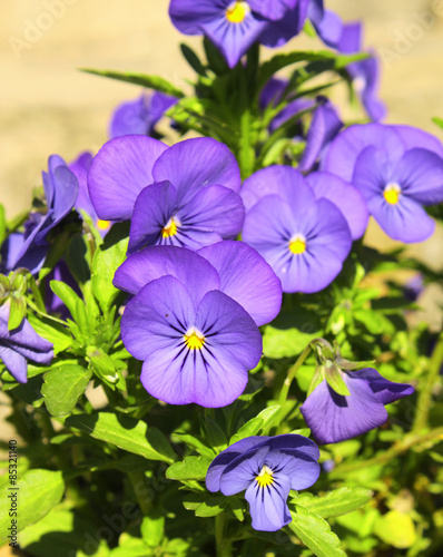 Flowers of pansy and green grass