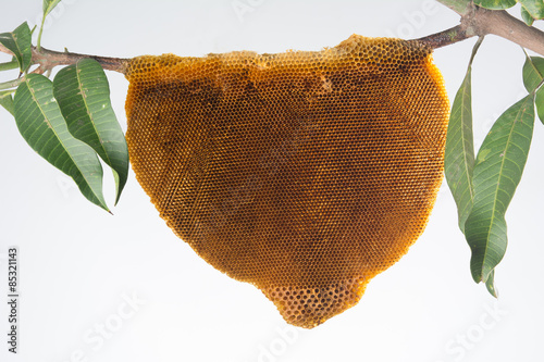 Beehive on tree branch