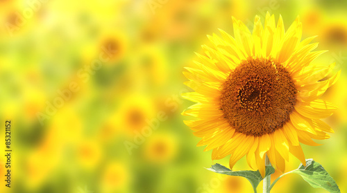 Fototapeta Naklejka Na Ścianę i Meble -  Sunflowers on yellow background
