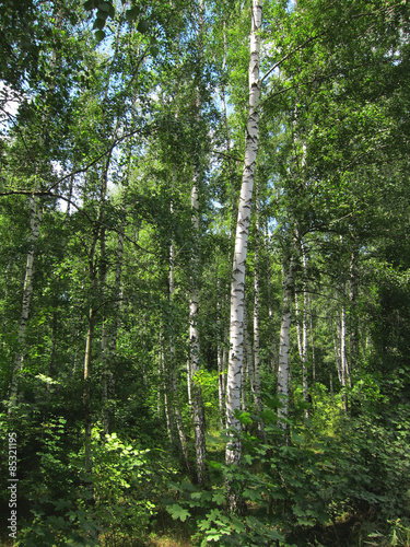 Birch Grove