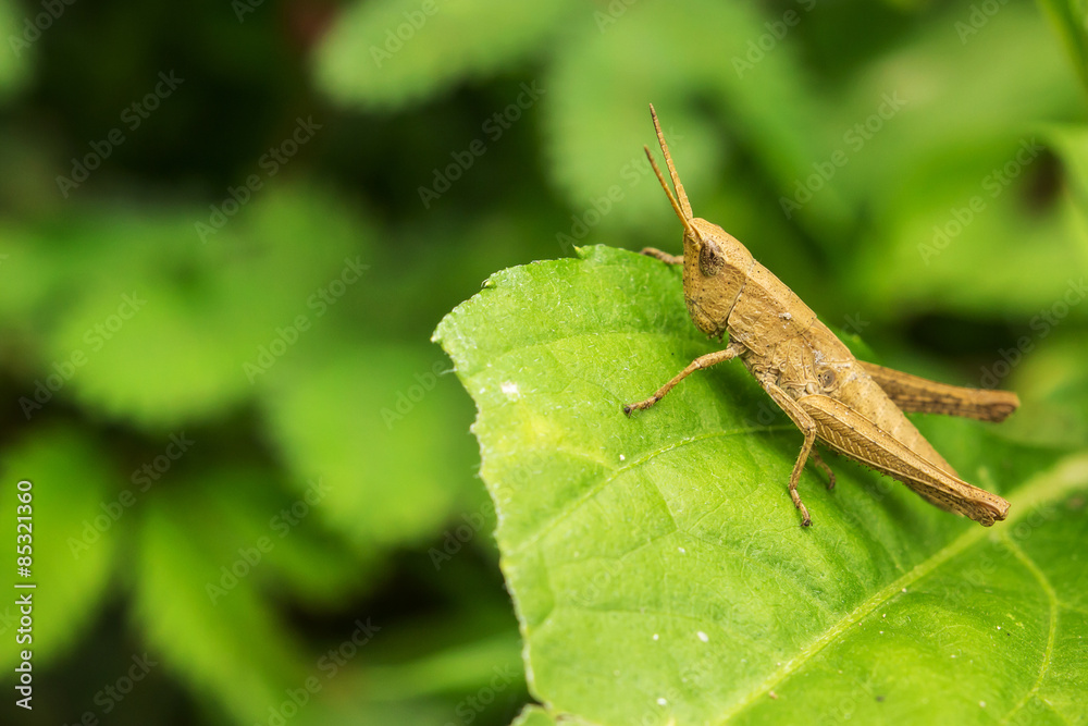 Grasshopper on green leaf Grasshopper on green leaf