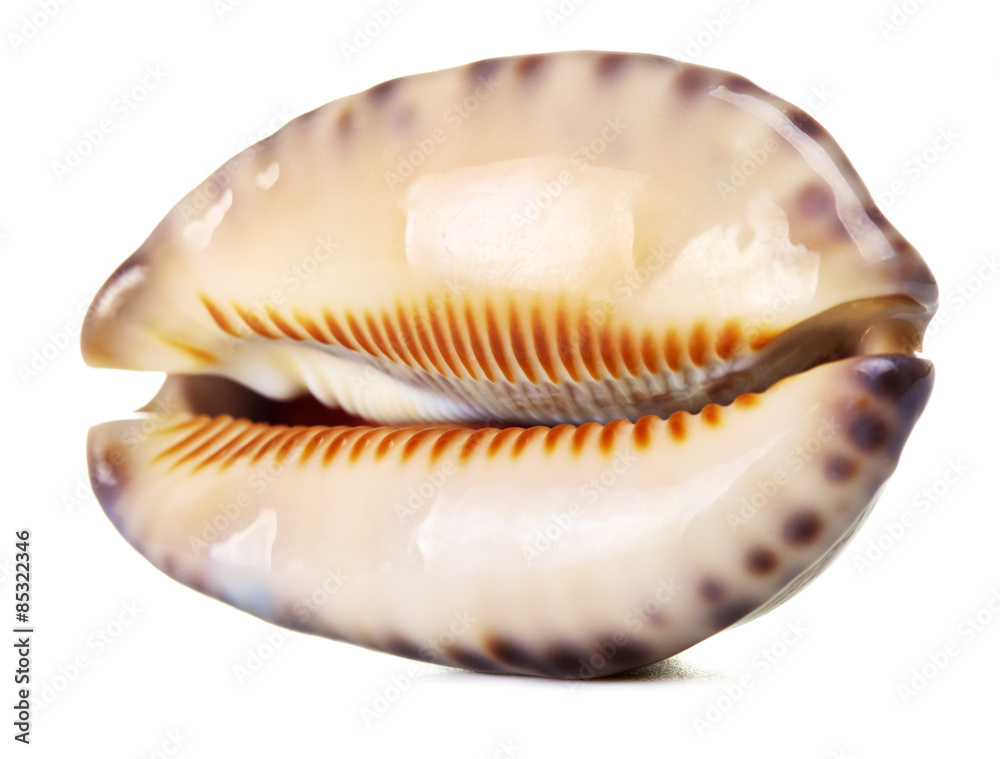 Sea Shell Sea Shell