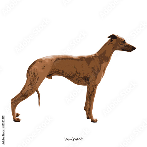 Whippet, dog breed illustration