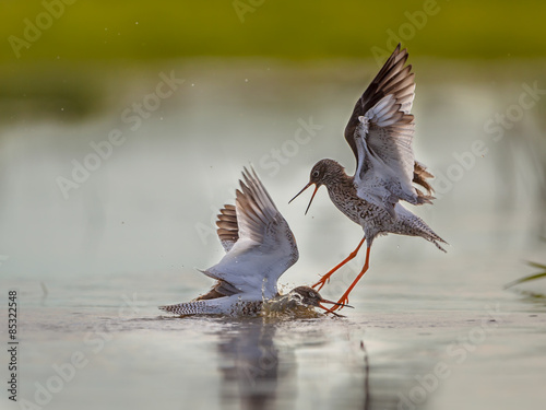 Two fighting Male Common Redshank photo