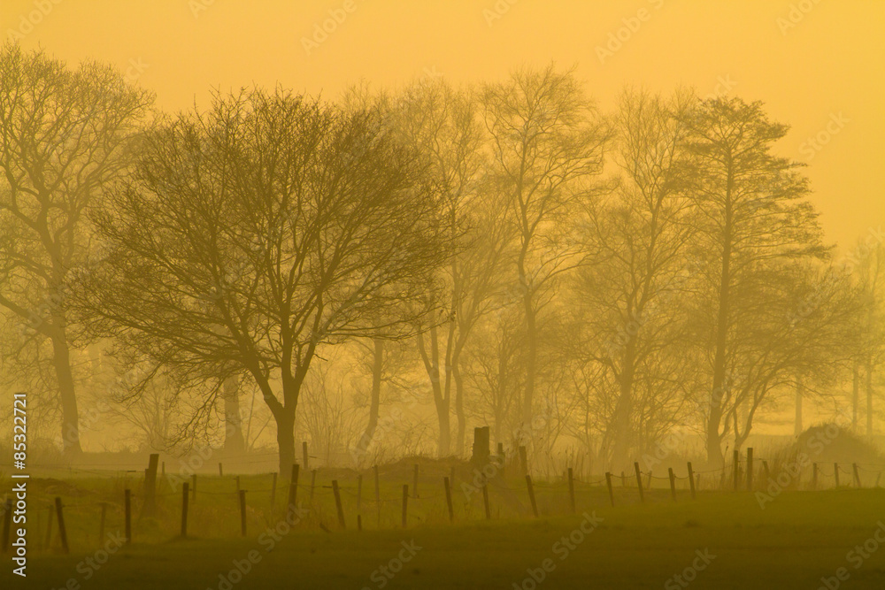 Yellow landscape during misty morning sunrise Yellow landscape during misty morning sunrise
