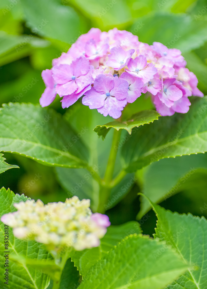 Beautiful Hydrangea macrophylla summer and autumn flower Beautiful Hydrangea macrophylla summer and autumn flower