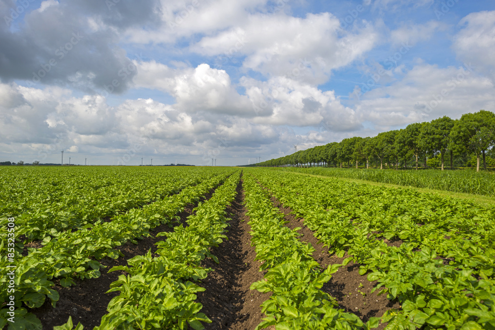 Vegetables growing under a cloudy sky in spring