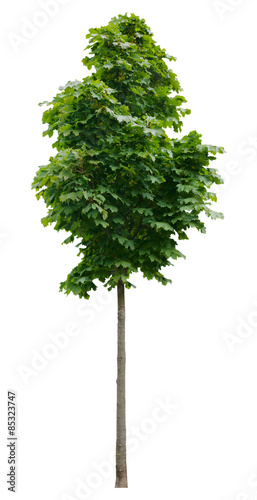 Acer platanoides 'Columnare' (Spitz-Ahorn) Freigestellt,isoliert