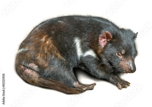 Tasmanian Devil sleeping photo