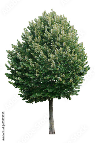 Tilia tomentosa 'Brabant' (Silber-Linde) Freigestellt, isoliert photo