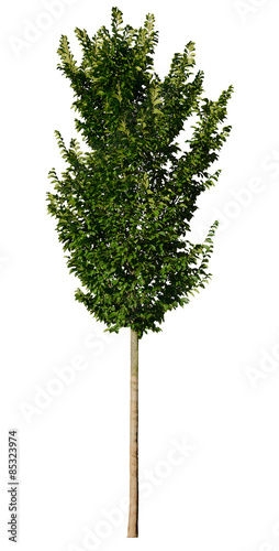 Ulmus hollandica 'Groeneveld' (Holländische Ulme) Freigestellt, isoliert